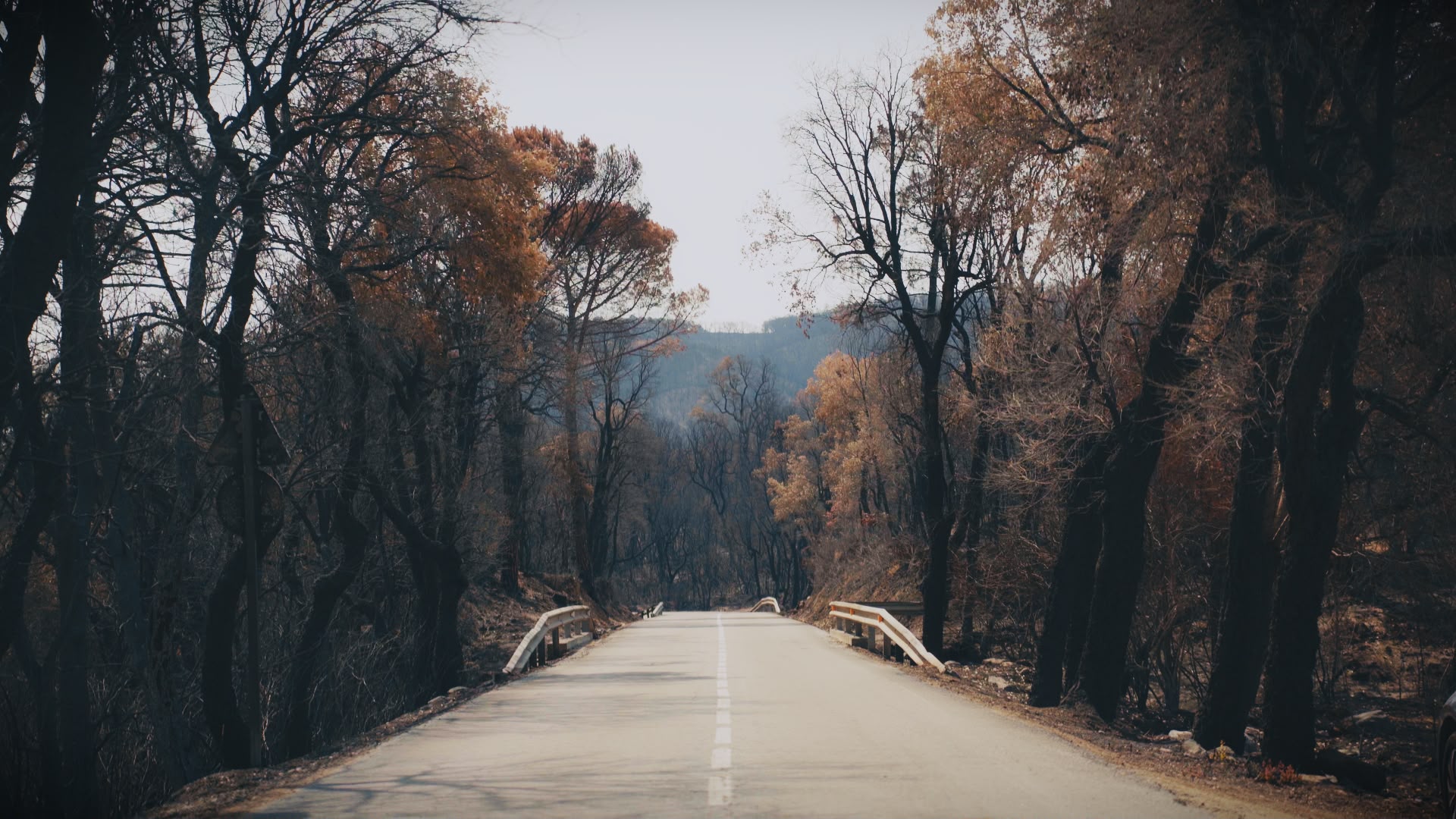 Carretera buida entre arbres cremats després d'un incendi forestal, rodatge d'El Gamatzem